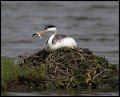 _2SB4981 clarks grebe on nest with fish